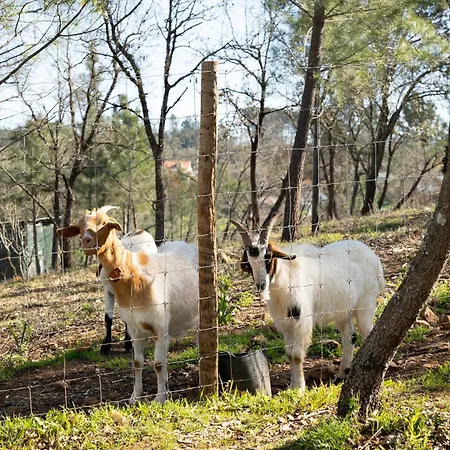Dağ evi Refugio Do Carrascal